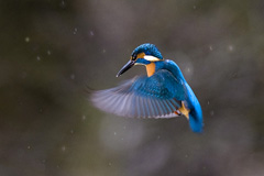 Eisvogel - Zum Vergroessern klicken!